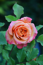DSC_4790.webp