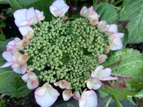 CIMG0991.webp