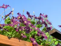 CIMG0988.webp