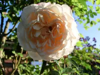CIMG0987.webp