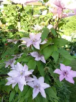 CIMG0984.webp