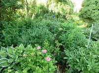 CIMG0983.webp