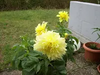 04 Dalie.webp