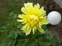 05 Dalie.webp