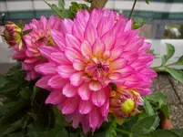 06 Dahlie.webp