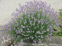 k-P1090512.webp