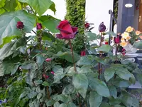 DSCF9146.webp