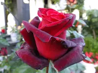 DSCF9148.webp