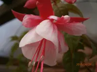 P6240437.webp