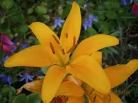 P6240438.webp