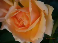 P6240439.webp