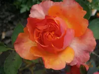P6240441.webp