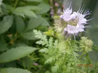P6240443.webp
