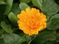 P6240446.webp