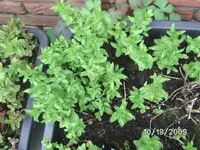 Spearmint.webp