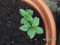 Gartenminze.webp