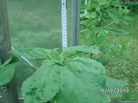 Sonnenblume Höhe.webp