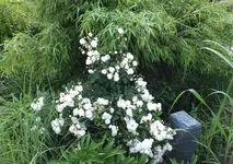 DSCF1640 (2).webp