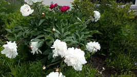 20150625_105000.jpg