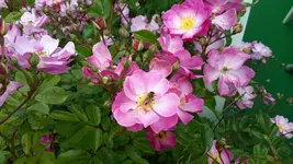 20150625_105241.webp