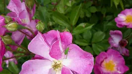 20150625_105304.webp