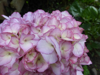 P1440721.webp