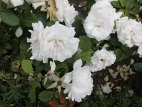 Bilda042.webp