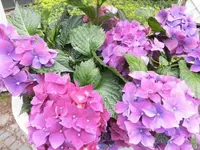 Bilda053.webp