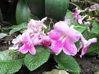 Bilda065.webp