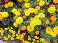 Bilda171.webp