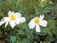 Bilda163.webp