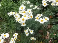 Bilda047.webp