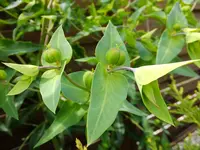 DSCF9005.webp