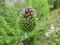 P1440741.webp