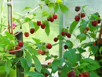 133.webp