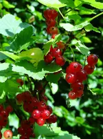 132.webp
