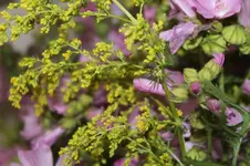 hausundgartenforum.webp