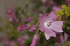 hausundgartenforum1.webp