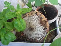 RIMG4077.webp