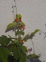 RIMG4071.webp