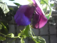 RIMG4075.webp
