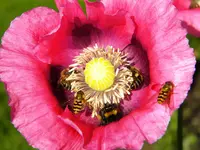 DSCN9252.webp