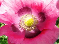 DSCN9262.webp
