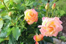 Rose vorn.webp