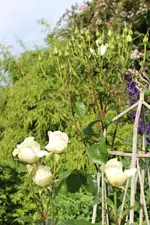 Roy Black so schön wie nie.webp