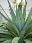 Thelocactus lophothele ´freudenbergii`25.06.2015 005.jpg