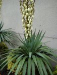 Thelocactus lophothele ´freudenbergii`25.06.2015 001.jpg