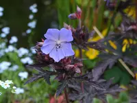 DSCF3891.webp