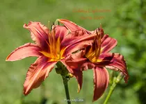 IMG_0082.webp