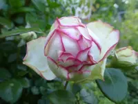 P1440830.webp